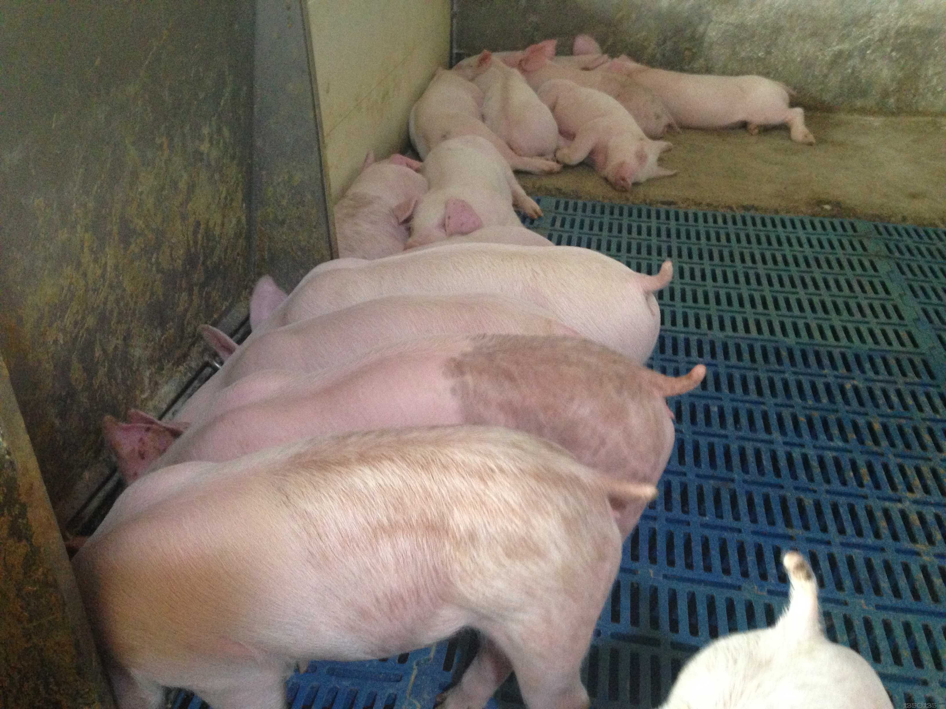 高温高湿的闷热即将到来，夏季如何预防猪中暑应激呢？
