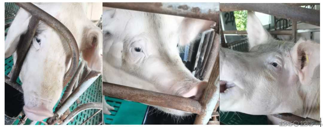 长沙绿叶母猪健康包应用实证分享
